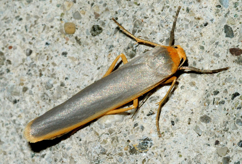 Eilema complana  (Erebidae Arctiinae)